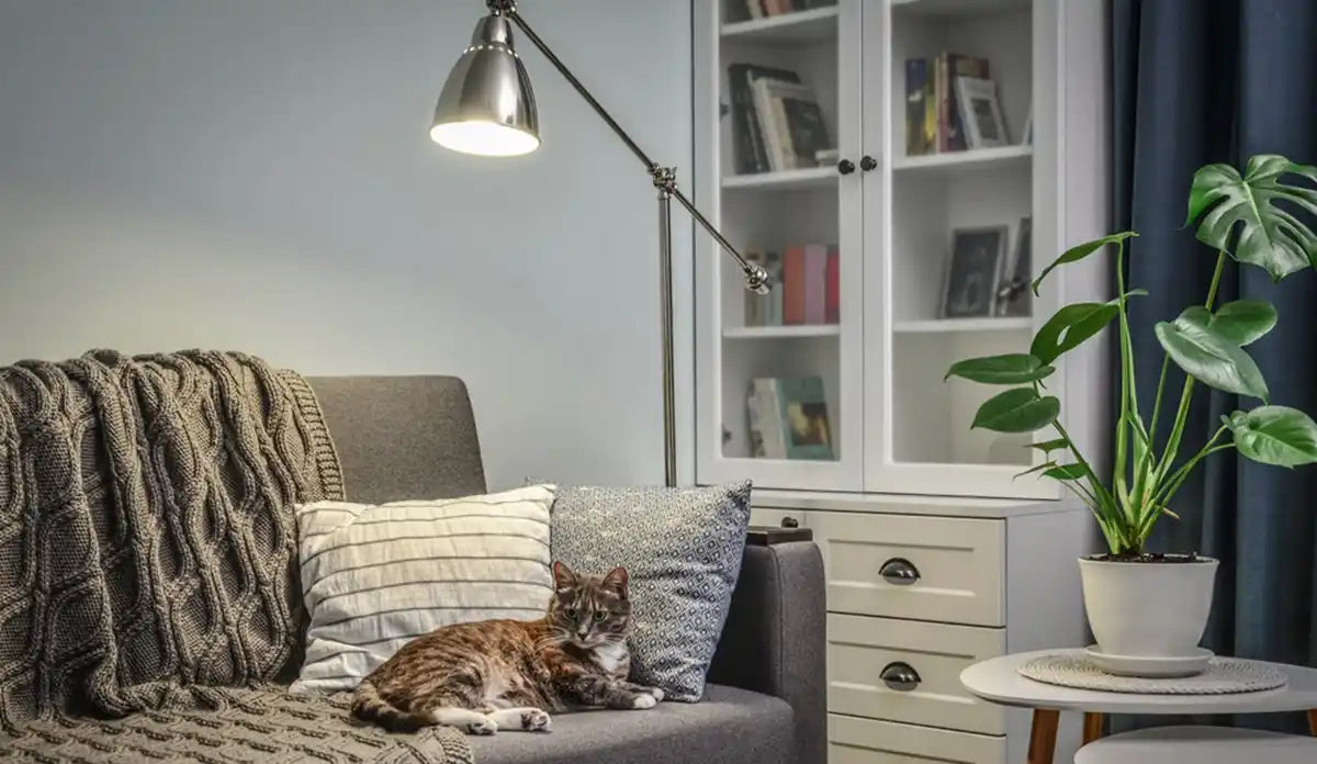 Grey couch with cushions, knitted plaid, cat and floor lamp