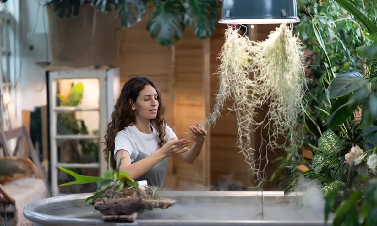 woman gardener taking care about aquatic plant in greenhouse